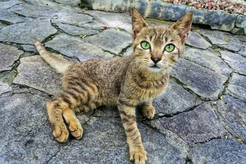 Brown cat is lying Stock Photos