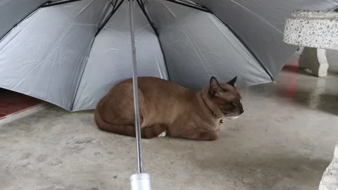 Brown cat lying under the umbrella on cement flooring Video stock 139521079