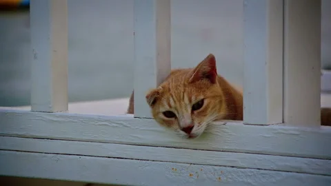 A brown cat with one ear is resting its head. Видео 152956732