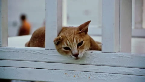 A brown cat with one ear is resting . Video stock 152956754