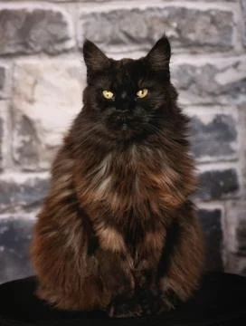 Brown cat Stock Photos