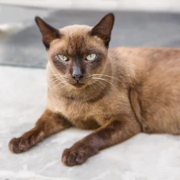 Brown cat Stock Photos
