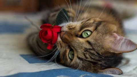 Brown cat Stock Photos