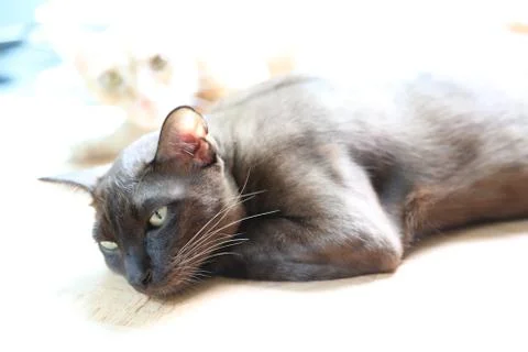 Brown cat Stock-Fotos