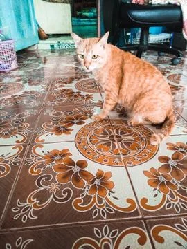 Brown cat Foto stock