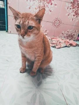 Brown cat Foto stock