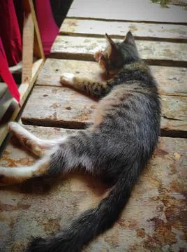 The brown cat Stock Photos