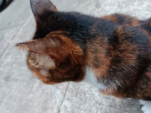 Brown cat. Stock Photos