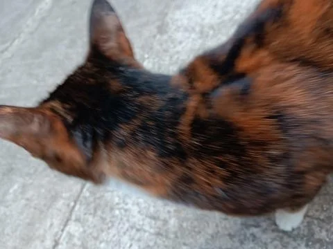 Brown cat. Stock Photos