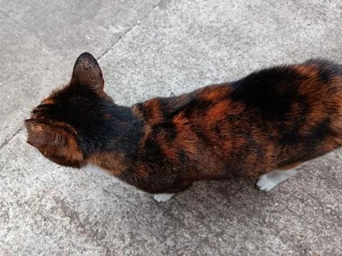 Brown cat. Stock Photos