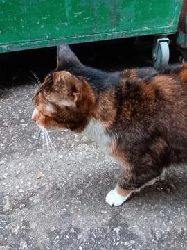 Brown cat. Stock Photos