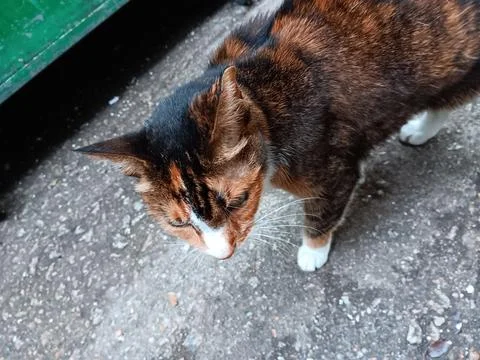 Brown cat. Foto stock