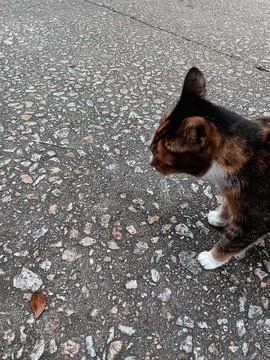 Brown cat. Stock Photos