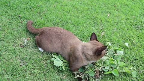 Brown cat playing and jumping quickly follow from hand our signal Stock Footage 142140359