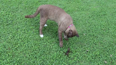 Brown cat playing with crab on green grasses Stock Footage 139950101