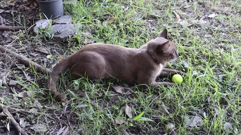Brown cat playing golf ball on green grasses Stock Footage 139950352