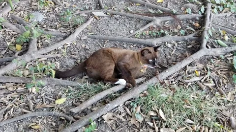 A brown cat is playing, happily and naughty Stock Footage 297330922