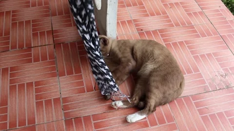 Brown cat playing with moving cloth on tile flooring Stock Footage 141799841