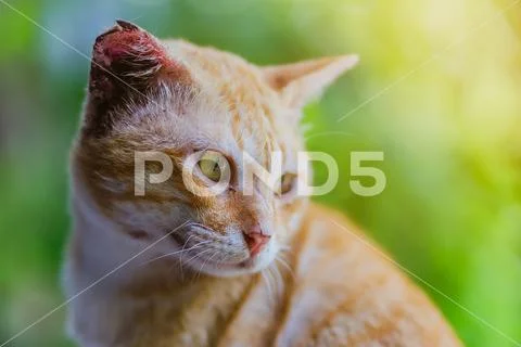 A brown cat relax on windowsill in the garden. Stock Photos