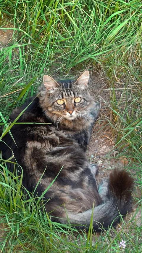 Brown cat resting in the grass. Vertical Stock Footage 283700977