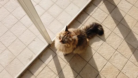 Brown cat of siberian breed at the window Stock Footage 122048241