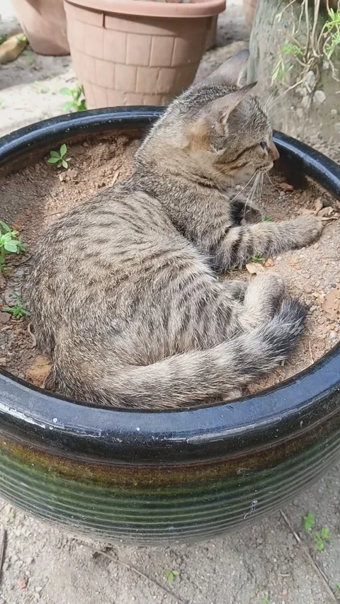 A brown cat sit on big flower pot at the garden Stock Footage 320354155