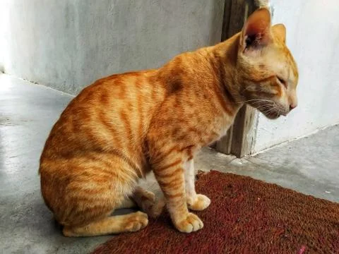 Brown CAT SIT ON THE MAT Stock Photos