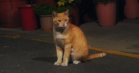 Brown Cat Sit, Stretch, Then Walk To Camera On The Side Of The Road At Night Stock Footage 231177991