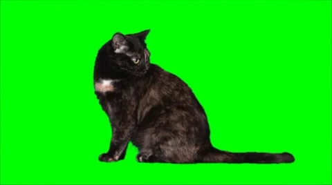 Brown cat sitis and walks away Stock Footage 8690836