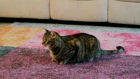The brown cat that sits on the carpet and looks around the room. Video stock 146437181