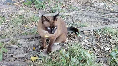 Brown cat sitting and looking carefully Stock Footage 310779485