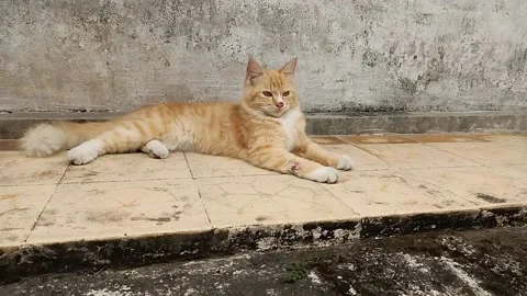 Brown cat sitting on the floor white wall background Stock Footage 161879904