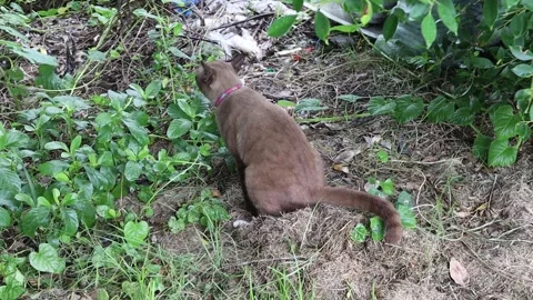 Brown cat sitting on ground flooring Stock Footage 139525656