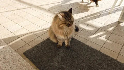 Brown cat sitting outdoor, long haired siberian purebred male Vídeo Stock 122166330
