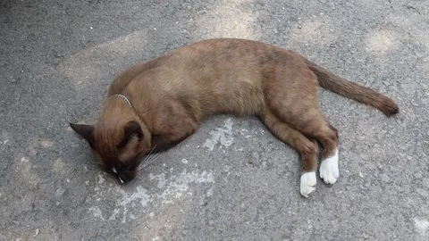 Brown cat sleeping on cement flooring Stock Footage 147856804