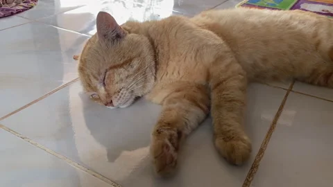 Brown cat sleeping during the day Stock Footage 249974171
