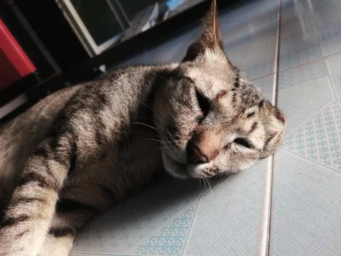 Brown cat sleeping in the house in summer Stock Photos