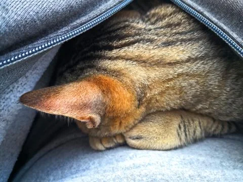 Brown cat sleeping inside the jacket, macro Stock Photos