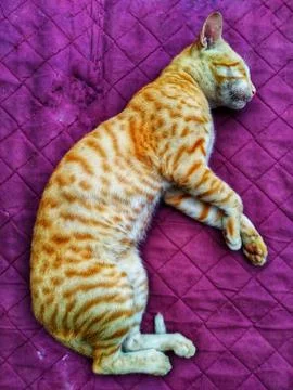 Brown CAT sleeping Stock Photos