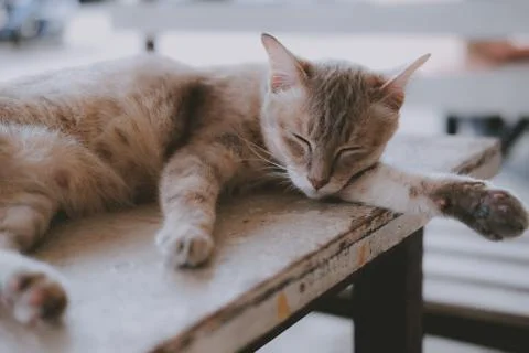Brown cat sleeping resting on table Stock Photos