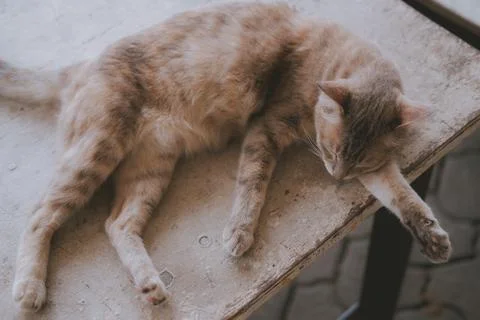 Brown cat sleeping resting on table Stock Photos