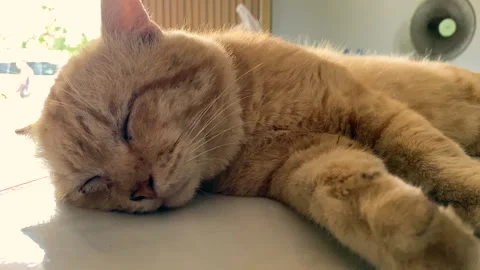 Brown cat sleeps during the day Stock Footage 252638890