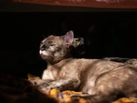 Brown cat squinting eyes while sunbathing in dramatic light with tortoisesh.. Stock-Fotos