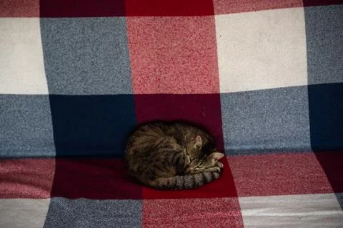 Brown cat with stained on sofa Stock Photos