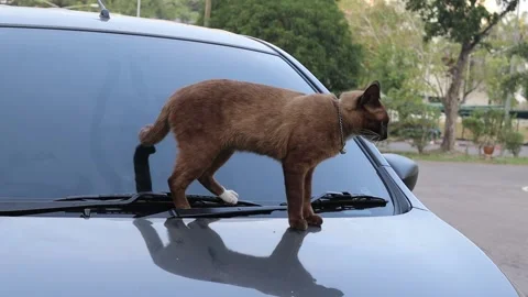 Brown cat is standing front of car and prepare cleaning  itself Video stock 144967639