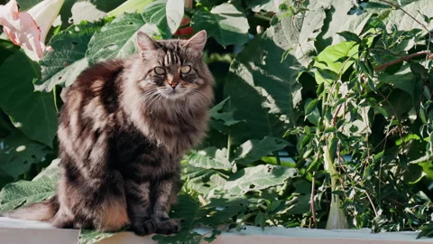 Brown cat standing on a ledge near greenery while looking at the camera Stock Footage 295648912