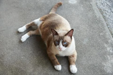 A brown cat staring at camera Stock Photos