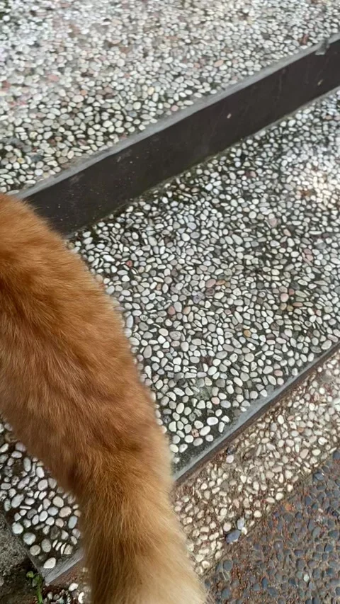 A brown cat step up the ladder. Stock Footage 327253202