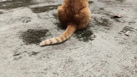 Brown cat tail wagging left and right Stock Footage 184527730