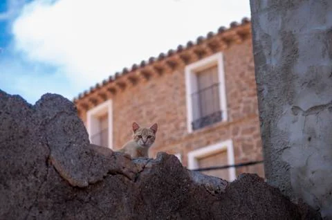 Brown cat on top of a wall Stock Photos
